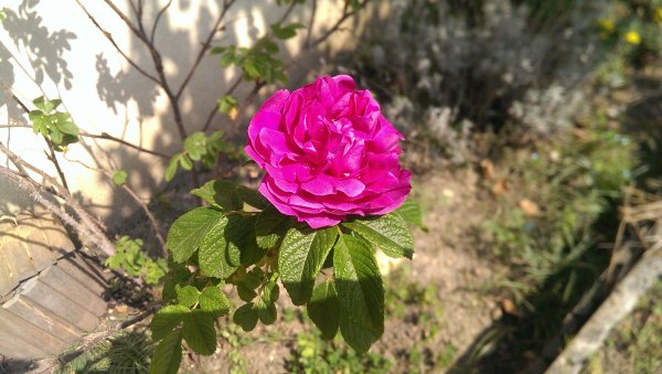 première rose